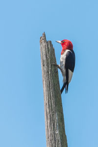 Low angle view of bird perching on tree against clear blue sky