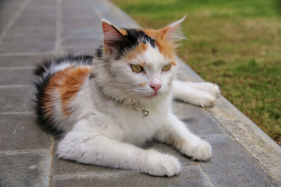 Close-up portrait of cat