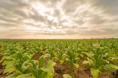 Plantation tobacco grown in the farmland