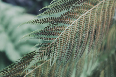 Close-up of fern
