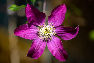 Close-up of purple flowering plant