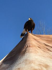 Low angle view of bird perching on a tree