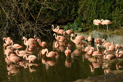 Flock of birds in lake