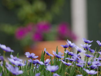 Close-up of purple flowering plants on field