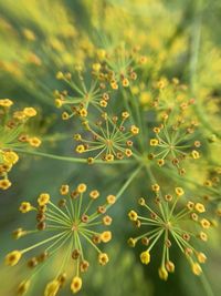 Close-up of yellow flowering plant