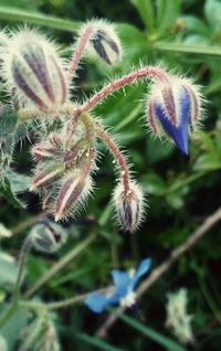 Close-up of thistle