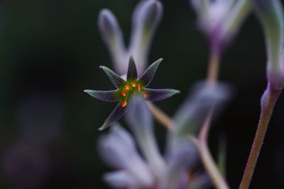 Close-up of purple flowering plant