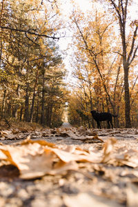 Surface level of dirt road amidst trees during autumn