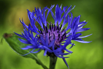 Close-up of purple flowering plant