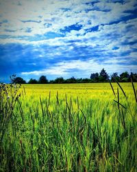 Scenic view of agricultural field against sky