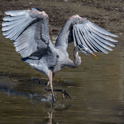 High angle view of a bird flying over lake