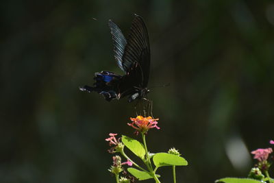 Close-up of butterfly pollinating on flower