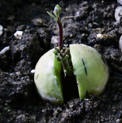 Close-up of fruit growing on rock