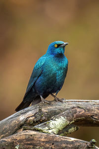 Greater blue-eared starling on branch eyeing camera