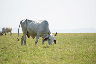 Horses grazing in a field