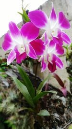 Close-up of purple orchids