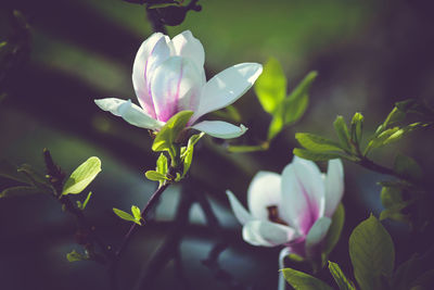 Close-up of pink flowers