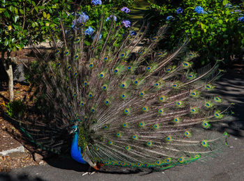 Close-up of peacock