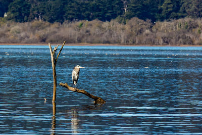 Bird perching on a lake