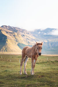 Horse grazing on field