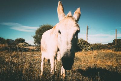 Horse standing on field against clear sky