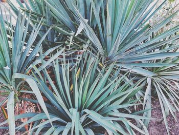 Full frame shot of plants