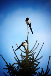 Low angle view of bird perching on tree against clear sky