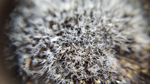 Close up of dandelion