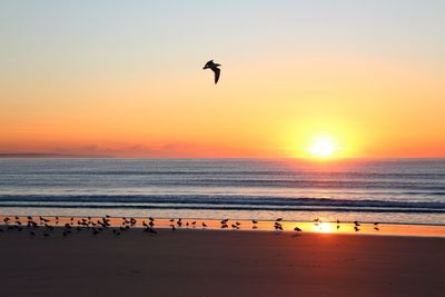 Silhouette birds flying over beach against sky during sunset