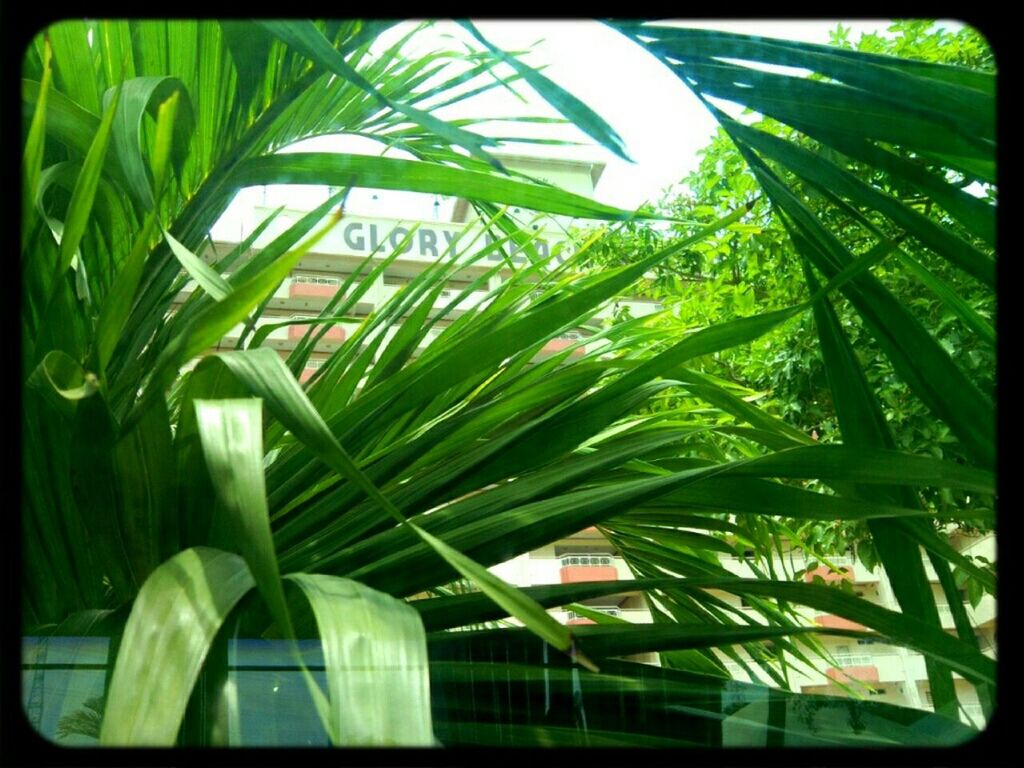 transfer print, auto post production filter, green color, growth, palm tree, text, glass - material, close-up, western script, leaf, no people, day, tree, plant, outdoors, sunlight, green, car, nature, communication