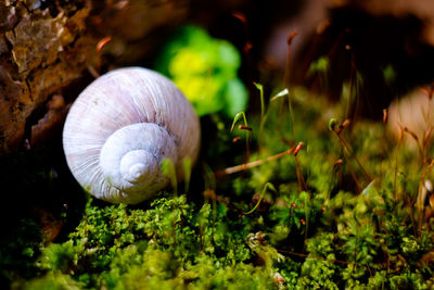 Close-up of shell amidst plants