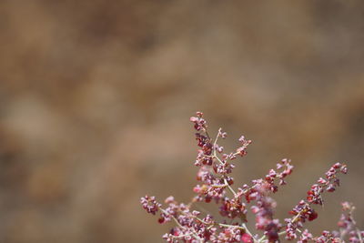 Close-up of pink cherry blossom