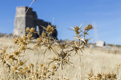 Close-up of wheat plants on field against clear sky