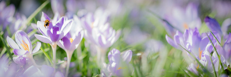 Close-up of bee on purple crocus flowers