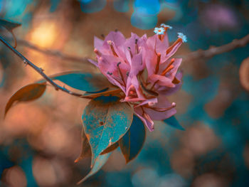 Close-up of pink cherry blossom