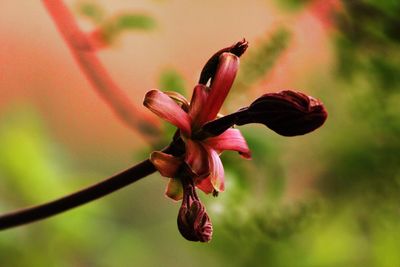 Close-up of wilted flower