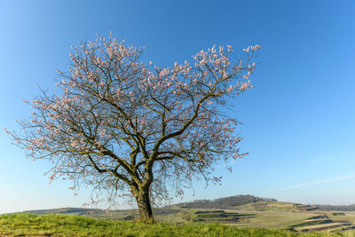 Pink peach tree in bloom in spring in the hills.