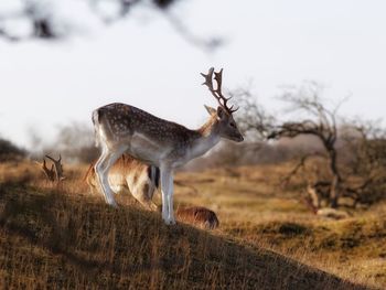 Stag standing on field against sky