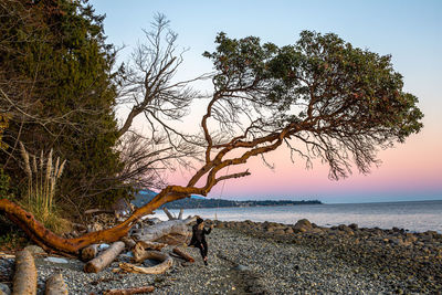 Scenic view of sea against clear sky at sunset