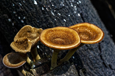 Close-up of mushroom growing on wood