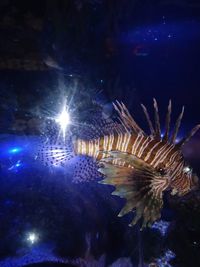 lionfish