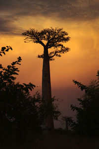 Low angle view of silhouette tree against orange sky