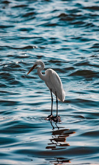 Bird on a lake