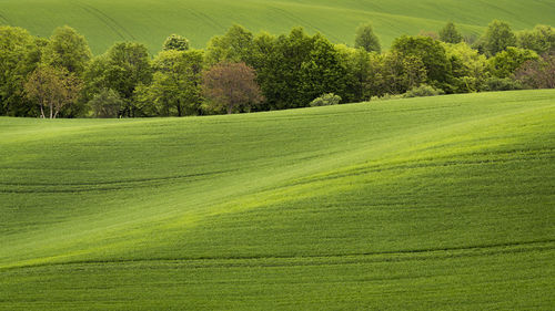 Scenic view of golf course