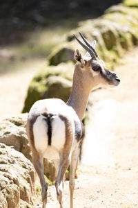 Close-up photograph of a speke's gazelle