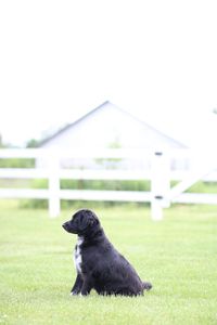 Black dog on field against sky