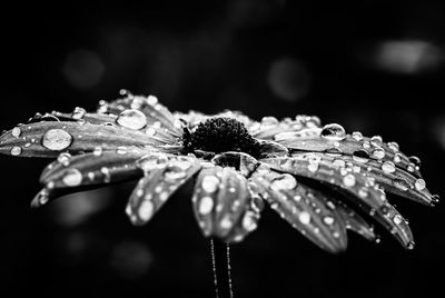 Close-up of wet spider on flower against black background
