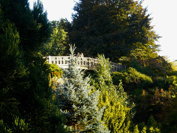 Trees and plants in garden