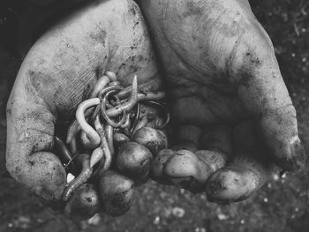 Close-up of hand holding crab