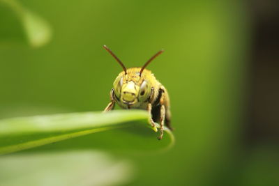 Close-up of insect